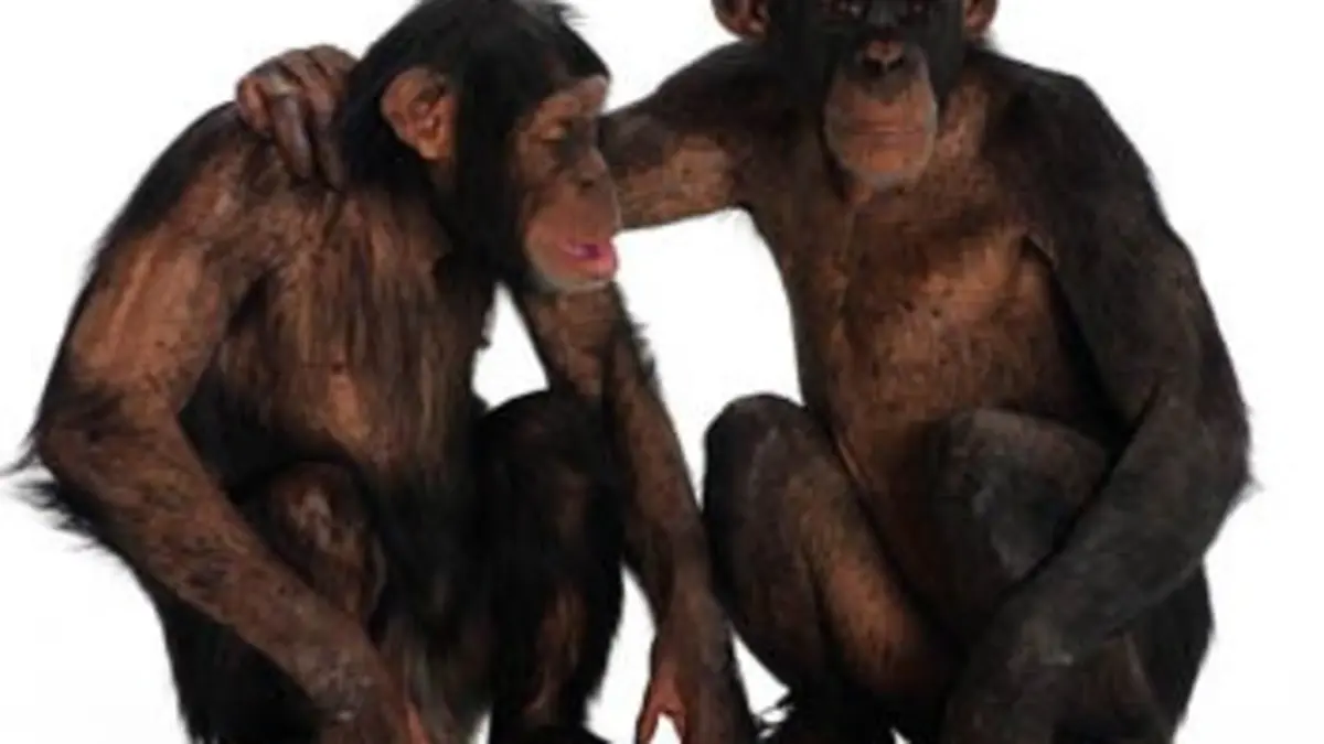 Si l'évolution m'était contée E01 La sexualité