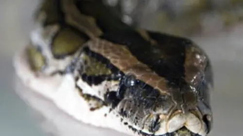 Si l'évolution m'était contée E03 La peau