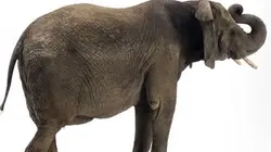 Visuel de Si l'évolution m'était contée