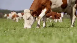 Si le comté m'était conté...