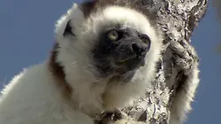 Visuel de Sifaka, drôle d'acrobate