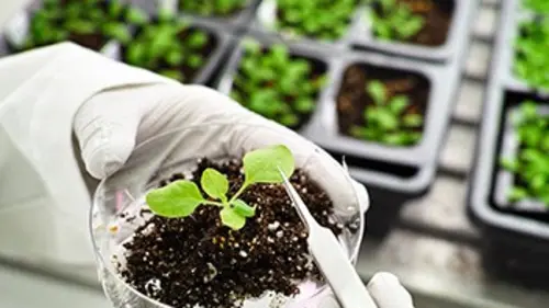 Silence, ça pousse !