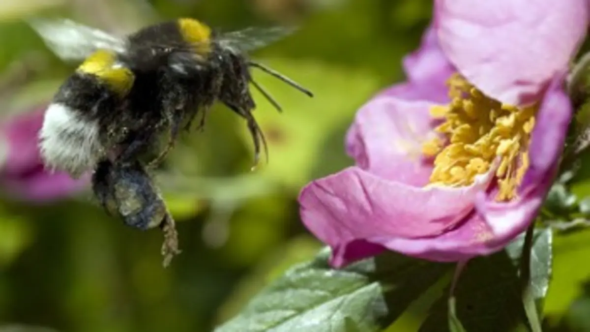 Silence, les plantes !