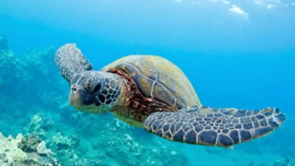 Silence sur la grande bleue Sur les traces de la tortue caouanne