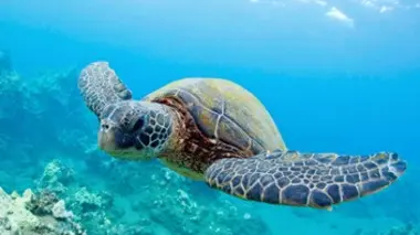 Sur les traces de la tortue caouanne