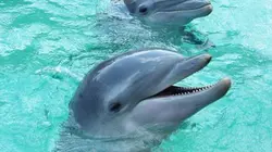 Visuel de Silence sur la grande bleue