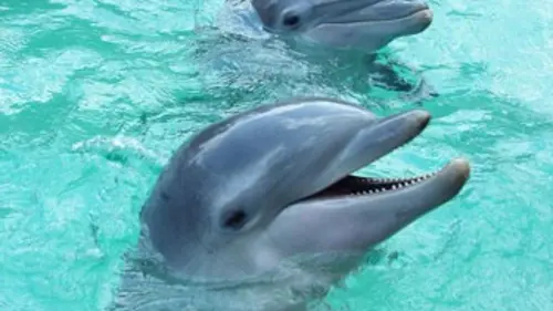 Épisodes de Silence sur la grande bleue