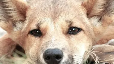 Simplement dingo