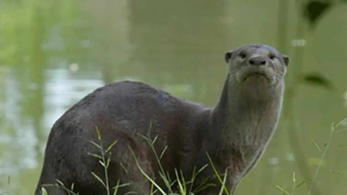 Singapour - La Jungle Urbaine E01 Préserver les espaces naturels