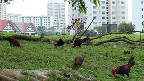 Singapour - La Jungle Urbaine E02 Concilier Développement et Biodiversité