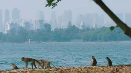 Casting Singapour : La jungle urbaine