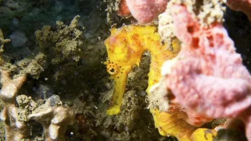 Singapour, ville sauvage Iles sanctuaires