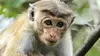 Singes du Sri Lanka