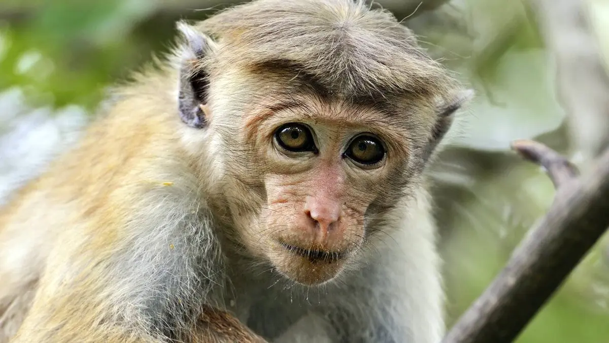 Singes du Sri Lanka