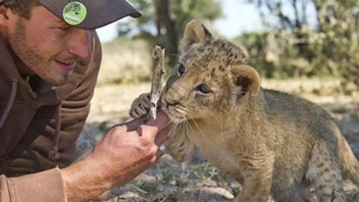Sirga, le destin d'une lionne E01 Les premiers pas