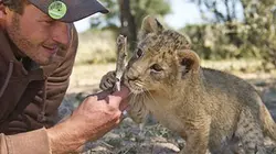 Visuel de Sirga, le destin d'une lionne