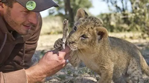 Sirga, le destin d'une lionne E01 Les premiers pas
