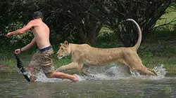 Sirga, le destin d'une lionne E02 Première chasse