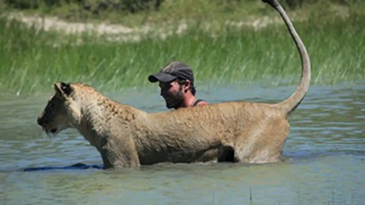 Sirga, le destin d'une lionne E03 A la saison des pluies