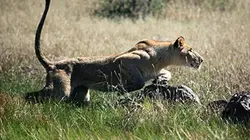 Épisodes de Sirga, le destin d'une lionne