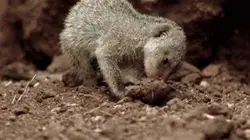 Visuel de Six pieds sous la savane