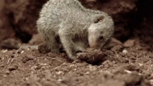 Six pieds sous la savane