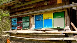 Slovénie, le royaume des abeilles