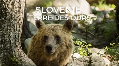 Slovénie, terre des ours