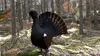 Småland, le royaume des animaux sauvages