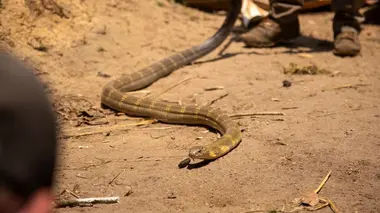 Le roi des serpents