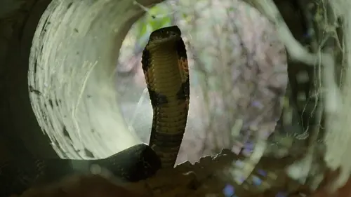 Snakes in the City Meurtrier mais effrayé