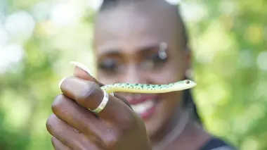 Des cobras aux crocos