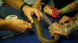 Snakes in the City Mambo du mamba