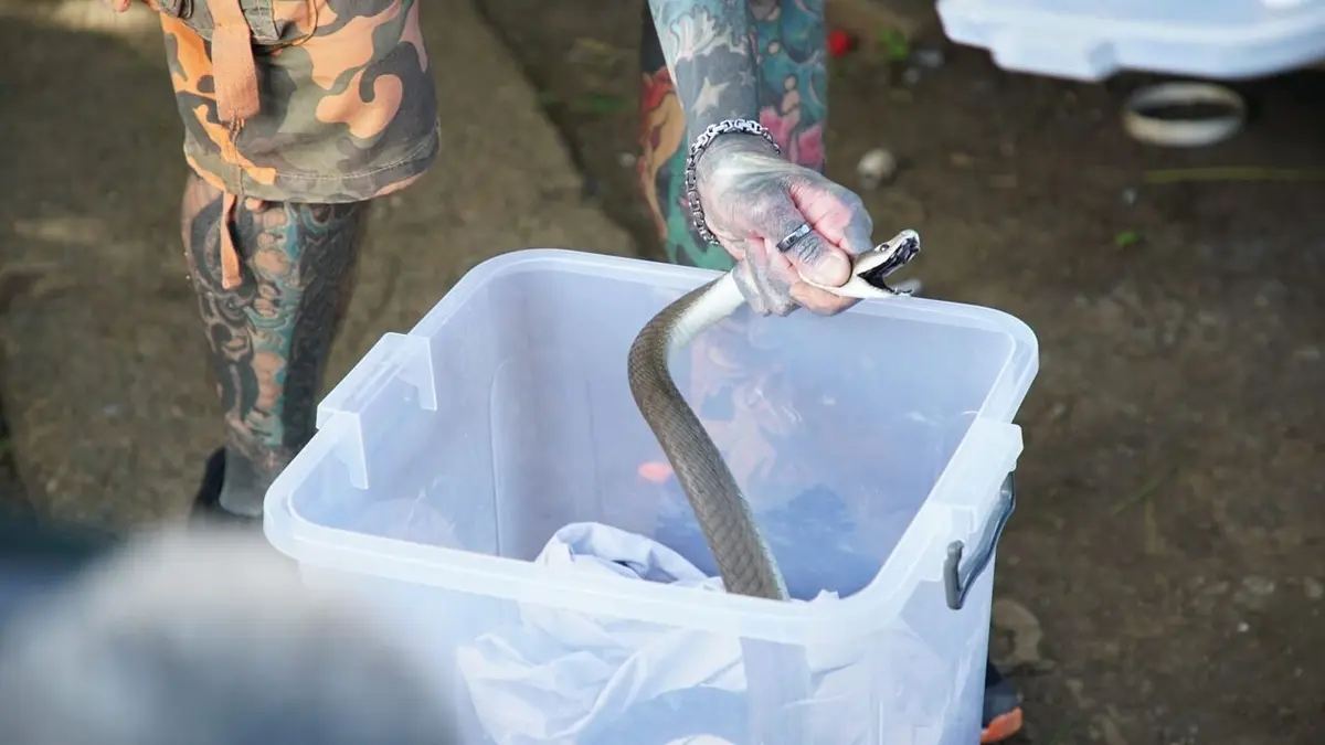 Snakes in the City Mambattaque