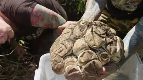 Snakes in the City La fête aux pythons en streaming