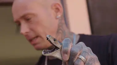 La pagaille du mamba