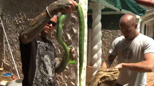 Snakes in the City Python en embuscade