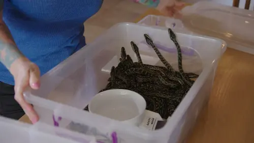 Snakes in the City Un serpent dans le frigo