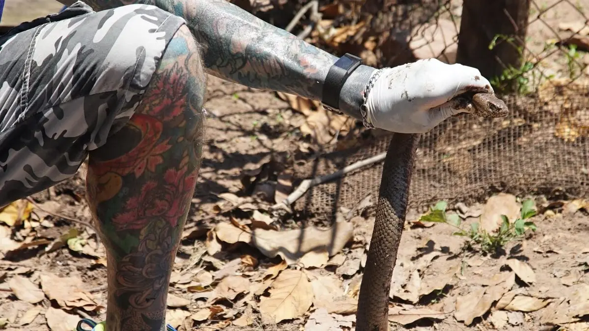 Snakes in the City Fosse septique