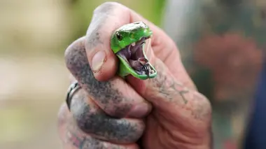 Un orage de serpents