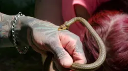 Snakes in the City Dans tous ses états