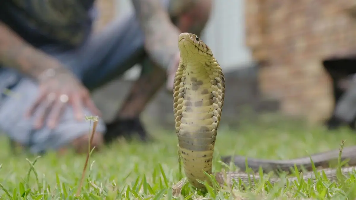 Snakes in the City Gigantissime