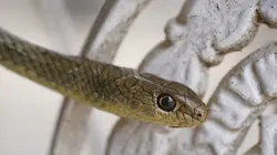 Snakes in the City Serpent perché