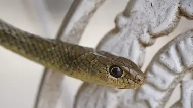 Serpent perché