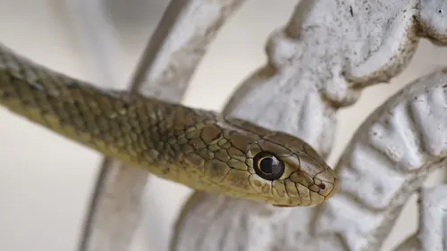 Snakes in the City Serpent perché