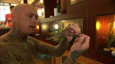 Cobra dans la cuisine