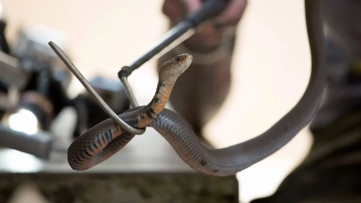 Snakes in the City Le sifflement de la mort