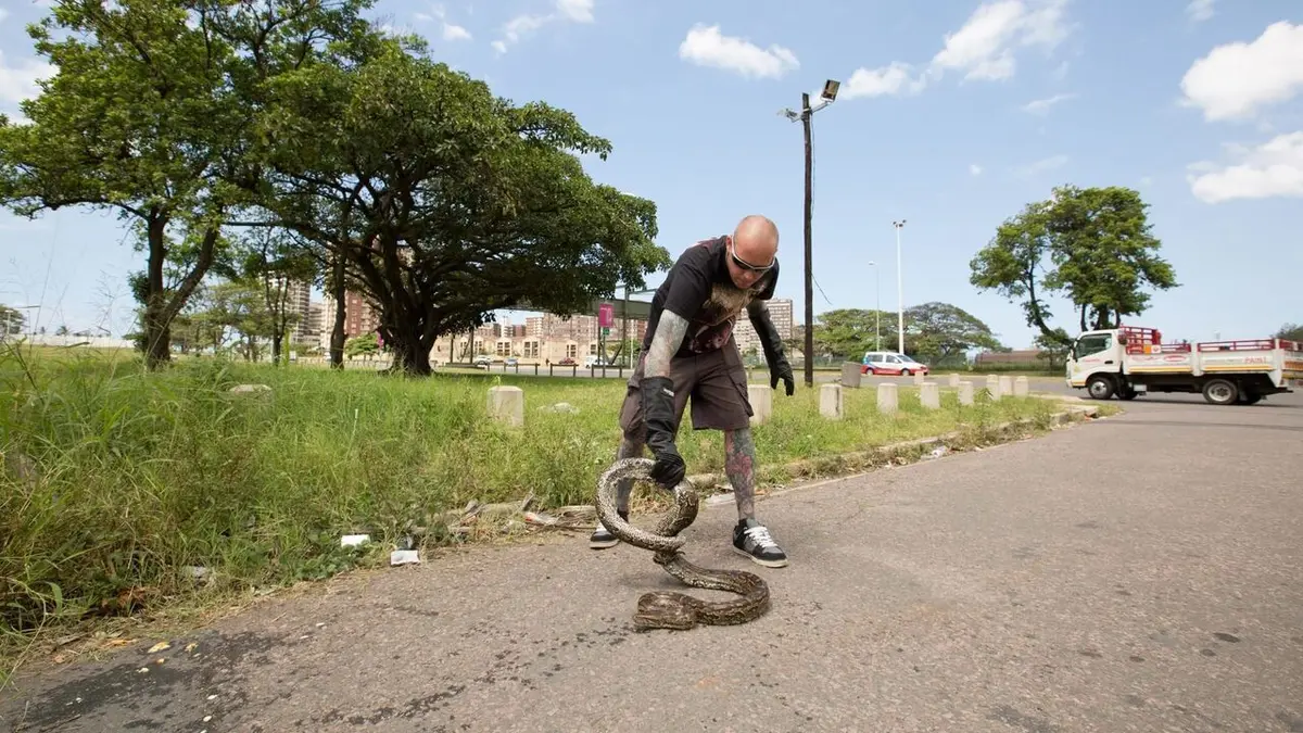 Snakes in the City Un mamba dans mon placard en streaming