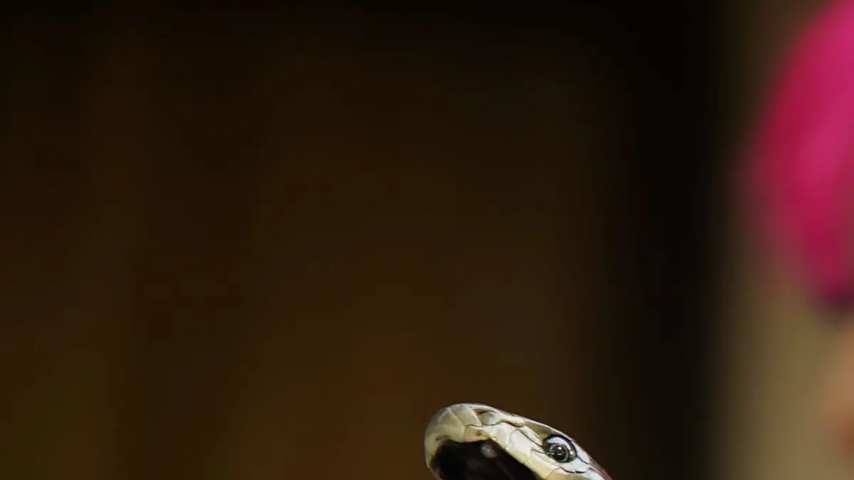 Snakes in the City La pagaille du mamba