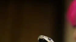Snakes in the City